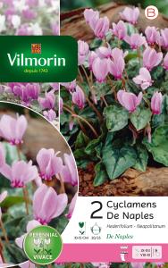 Cyclamen Hederifolium de Naples (x2)